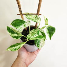 Load image into Gallery viewer, Epipremnum aureum Marble Queen / Devil&#39;s Ivy / Pothos - 105mm
