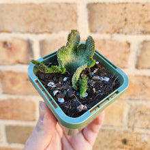 Load image into Gallery viewer, Euphorbia caput-medusae Monstrose - 66mm
