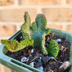 Euphorbia caput-medusae Monstrose - 66mm