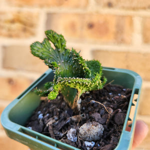 Euphorbia caput-medusae Monstrose - 66mm