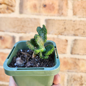 Euphorbia caput-medusae Monstrose - 66mm