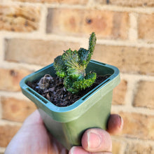 Load image into Gallery viewer, Euphorbia caput-medusae Monstrose - 66mm
