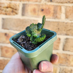 Euphorbia caput-medusae Monstrose - 66mm