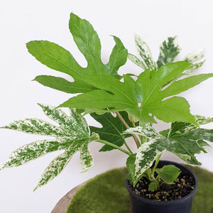 Fatsia japonica 'Spider's Web' - 100mm