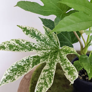 Fatsia japonica 'Spider's Web' - 100mm