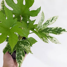 Load image into Gallery viewer, Fatsia japonica &#39;Spider&#39;s Web&#39; - 100mm
