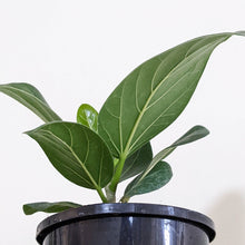 Load image into Gallery viewer, Ficus Audrey - 130mm
