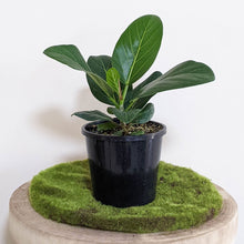 Load image into Gallery viewer, Ficus Audrey - 130mm
