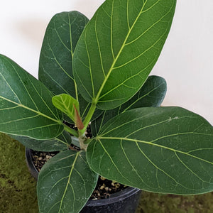 Ficus Audrey - 130mm