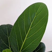 Load image into Gallery viewer, Ficus Audrey - 130mm
