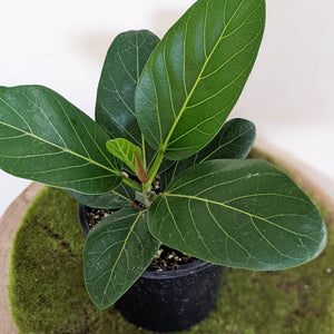 Ficus Audrey - 130mm