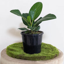 Load image into Gallery viewer, Ficus Audrey - 130mm
