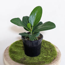 Load image into Gallery viewer, Ficus Audrey - 130mm
