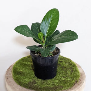 Ficus Audrey - 130mm