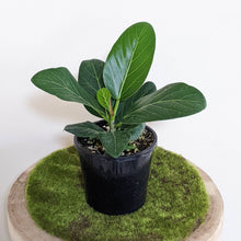 Load image into Gallery viewer, Ficus Audrey - 130mm
