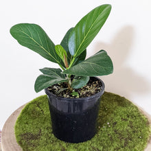 Load image into Gallery viewer, Ficus Audrey - 130mm
