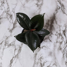Load image into Gallery viewer, Ficus elastica Burgundy - 105mm
