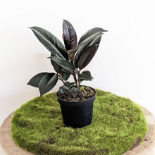 Load image into Gallery viewer, Ficus elastica Burgundy - 90mm
