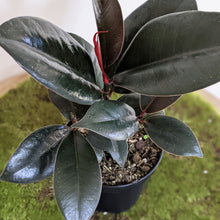 Load image into Gallery viewer, Ficus elastica Burgundy - 90mm
