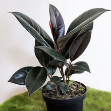 Load image into Gallery viewer, Ficus elastica Burgundy - 90mm
