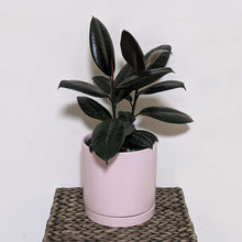 Load image into Gallery viewer, Ficus elastica Burgundy (Rubber Tree Plant) - 180mm Ceramic Pot - Sydney Only
