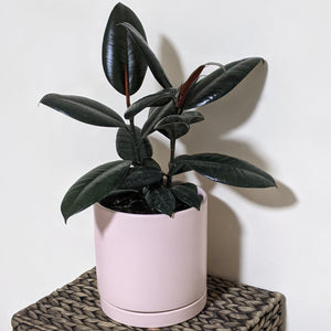Ficus elastica Burgundy (Rubber Tree Plant) - 180mm Ceramic Pot - Sydney Only