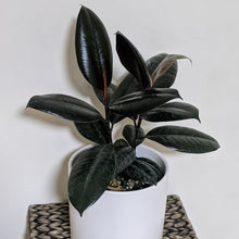 Load image into Gallery viewer, Ficus elastica Burgundy (Rubber Tree Plant) - 180mm Ceramic Pot - Sydney Only
