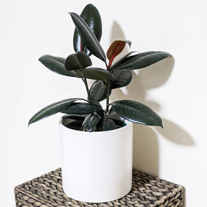 Ficus elastica Burgundy (Rubber Tree Plant) - 180mm Ceramic Pot - Sydney Only