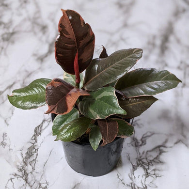 Ficus elastica Ruby - 105mm