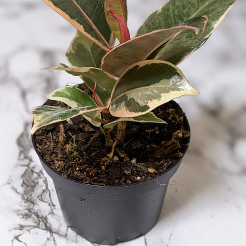 Ficus elastica Ruby - 90mm