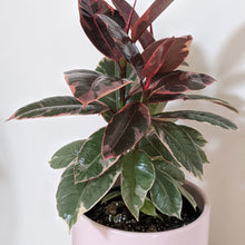 Load image into Gallery viewer, Ficus elastica Ruby (Rubber Tree Plant) - 180mm Ceramic Pot - Sydney Only
