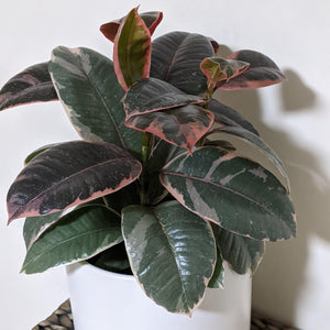 Ficus elastica Ruby (Rubber Tree Plant) - 180mm Ceramic Pot - Sydney Only