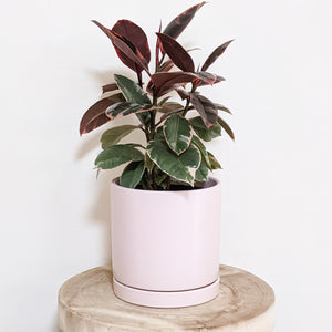 Ficus elastica Ruby (Rubber Tree Plant) - 180mm Ceramic Pot - Sydney Only