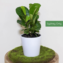 Load image into Gallery viewer, Ficus lyrata Bambino (Fiddle Leaf Fig) - 140mm Ceramic Pot - Sydney Only
