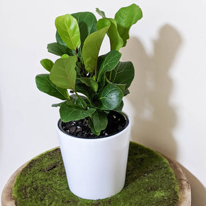 Ficus lyrata Bambino (Fiddle Leaf Fig) - 140mm Ceramic Pot - Sydney Only