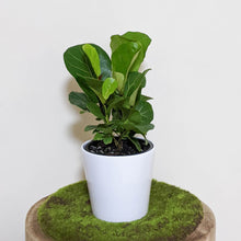 Load image into Gallery viewer, Ficus lyrata Bambino (Fiddle Leaf Fig) - 140mm Ceramic Pot - Sydney Only
