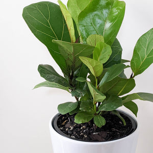 Ficus lyrata Bambino (Fiddle Leaf Fig) - 140mm Ceramic Pot - Sydney Only