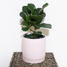 Load image into Gallery viewer, Ficus lyrata Bambino (Fiddle Leaf Fig) - 180mm Ceramic Pot - Sydney Only

