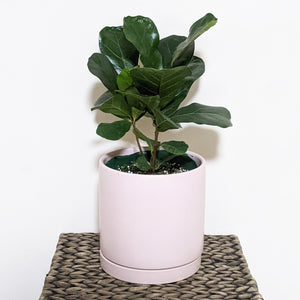Ficus lyrata Bambino (Fiddle Leaf Fig) - 180mm Ceramic Pot - Sydney Only