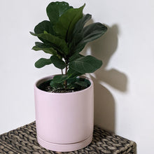 Load image into Gallery viewer, Ficus lyrata Bambino (Fiddle Leaf Fig) - 180mm Ceramic Pot - Sydney Only
