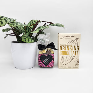 Funeral Condolence Gift Hamper with Assorted Houseplant - Sydney Only