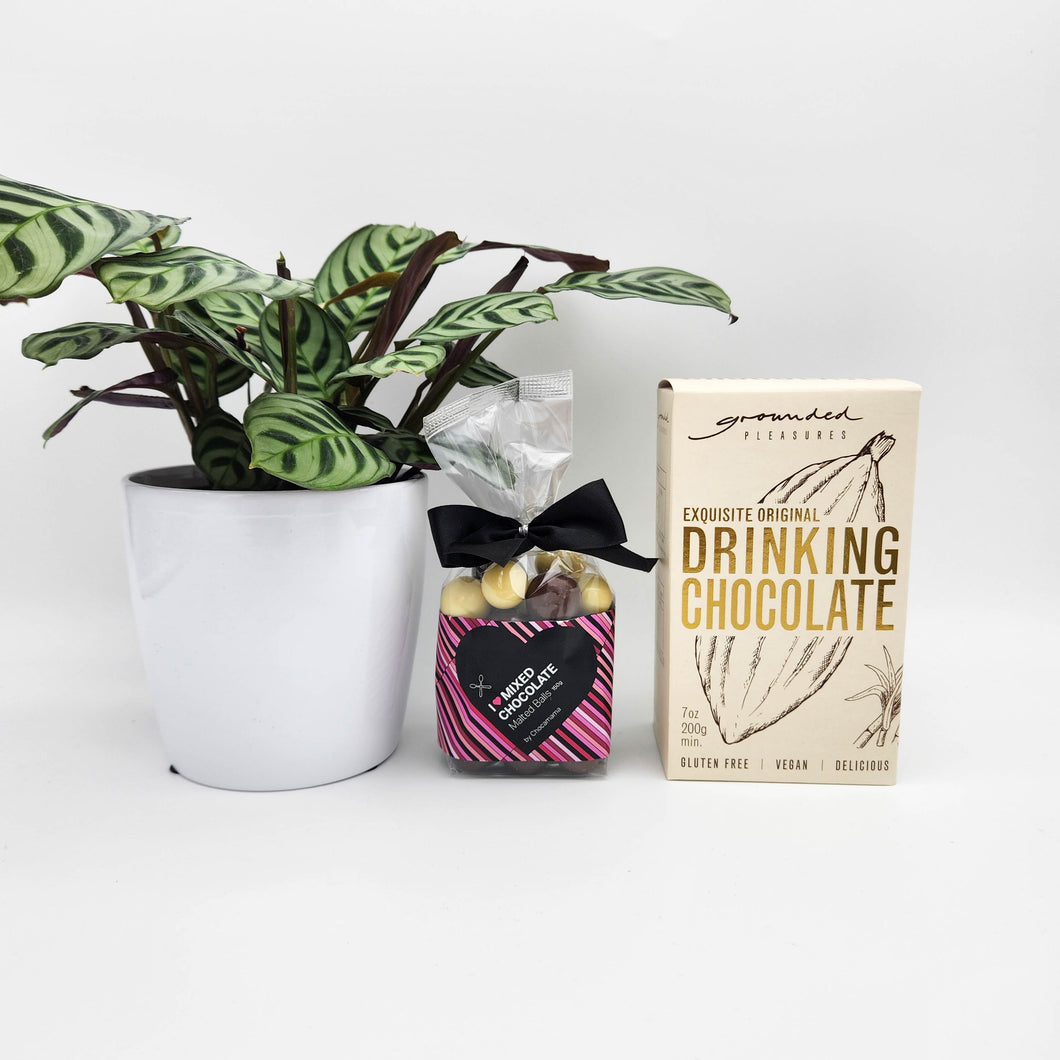 Funeral Condolence Gift Hamper with Assorted Houseplant - Sydney Only