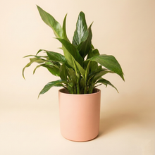 Load image into Gallery viewer, Spathiphyllum Peace Lily - 140mm Ceramic Pot - Light Pink - Sydney Only
