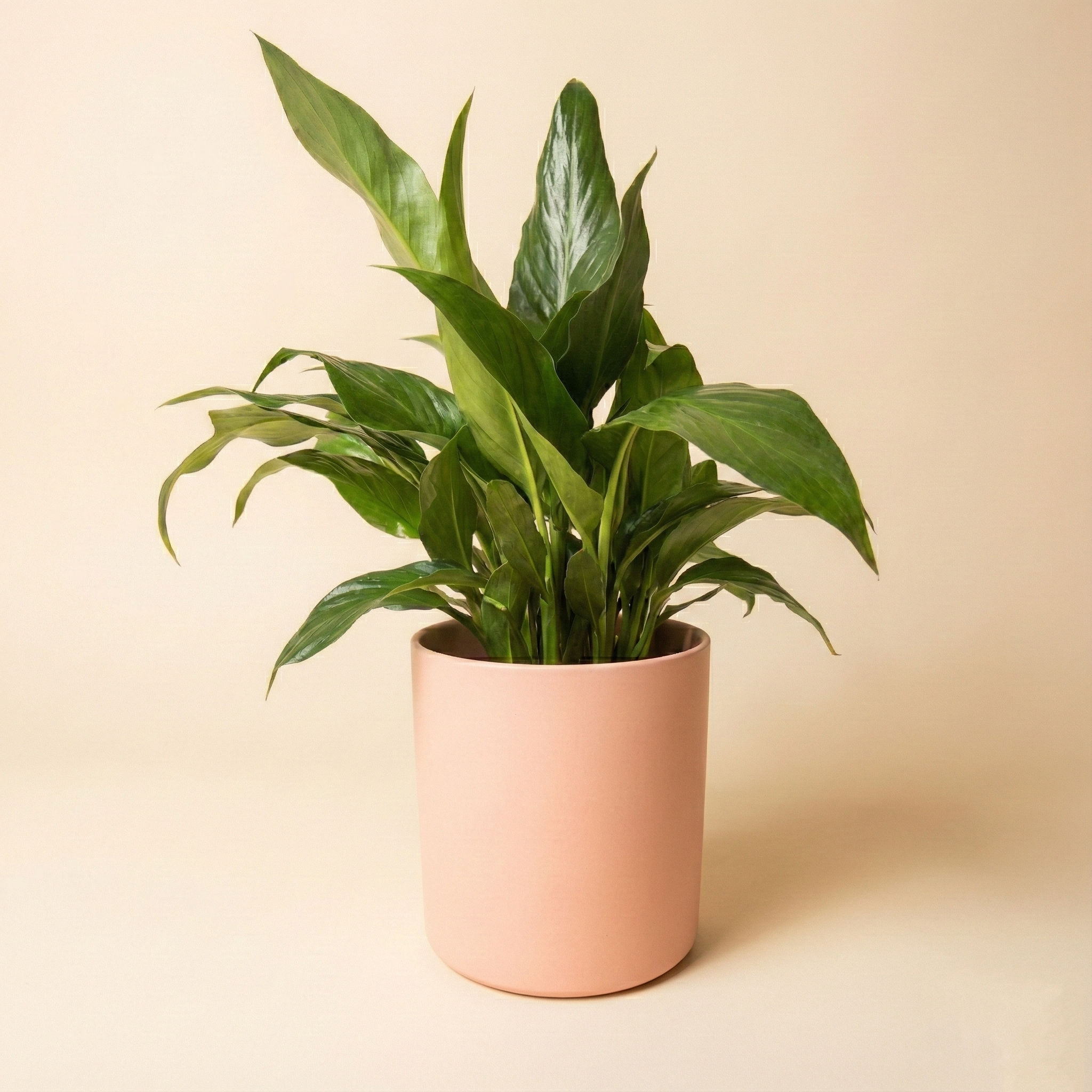 pink peace lily plant Peace Lily 150mm Pink Pot