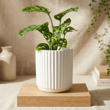 Load image into Gallery viewer, Assorted Indoor Plant in White Ribbed Ceramic Pot (14cmDx15cmH) - Sydney Only
