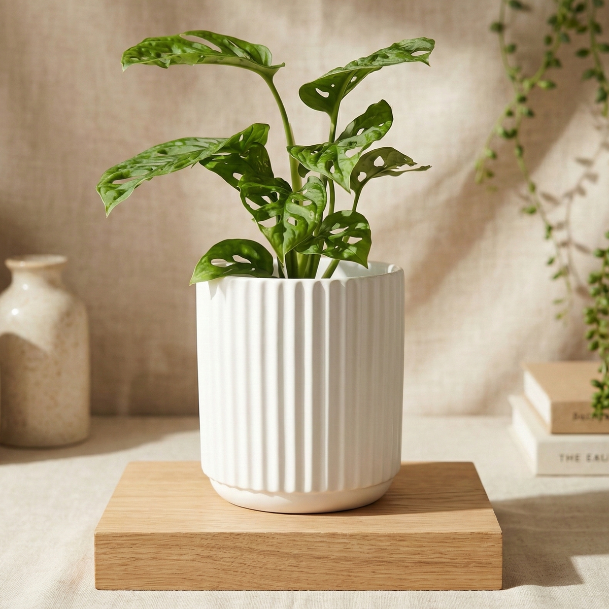 Plant in White Ribbed Pot | Same Day Plant Gift Delivery Sydney ...