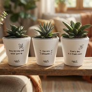 Trio Assorted Succulents in Positive Pots (11cmDx11cmH) - Sydney Only