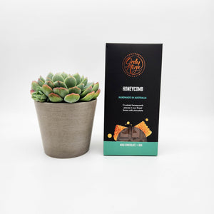 Get Well Soon Gift - Succulent & Chocolate Gift Box