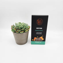 Load image into Gallery viewer, Get Well Soon Gift - Succulent &amp; Chocolate Gift Box
