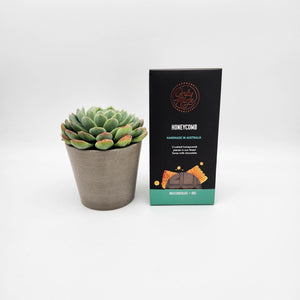 Get Well Soon Gift - Succulent & Chocolate Gift Box
